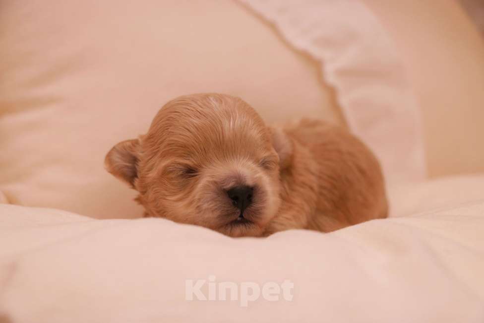 Собаки в Москве: Мальтипу мальчик микро Мальчик, 135 000 руб. - фото 1