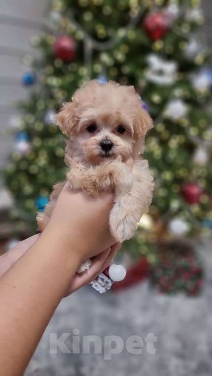 Собаки в Москве: Супер мини Мальтипу  Девочка, 120 000 руб. - фото 7