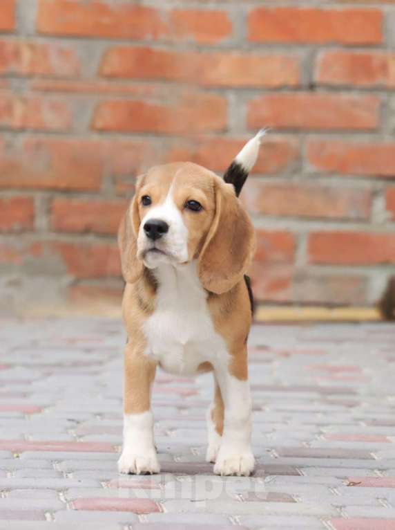 Собаки в Краснодаре: Очень милая бигледевочка! Девочка, 35 000 руб. - фото 2