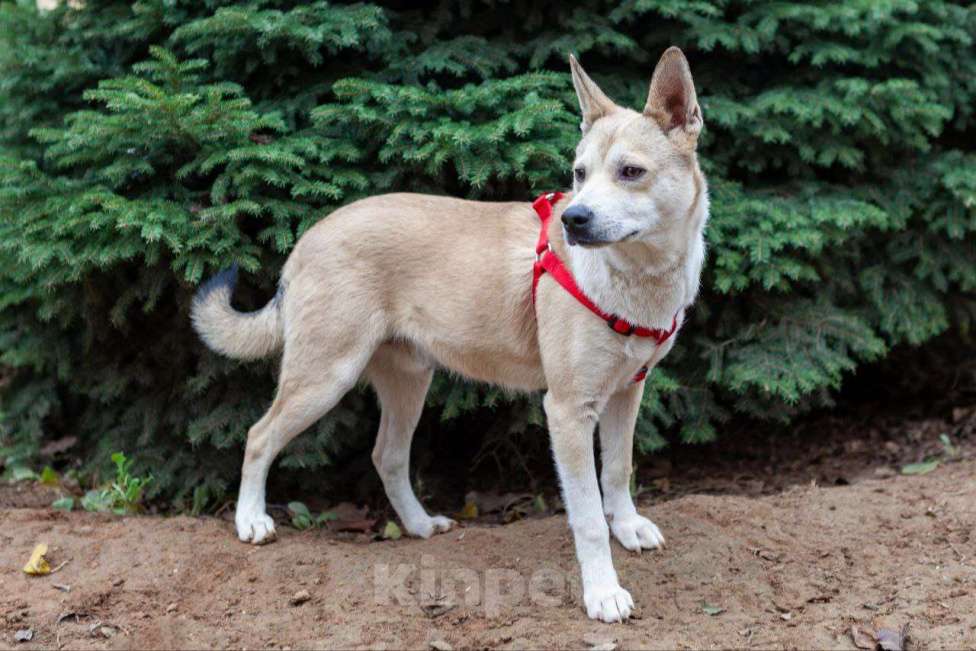 Собаки в Москве: Собака в добрые руки Мальчик, Бесплатно - фото 3