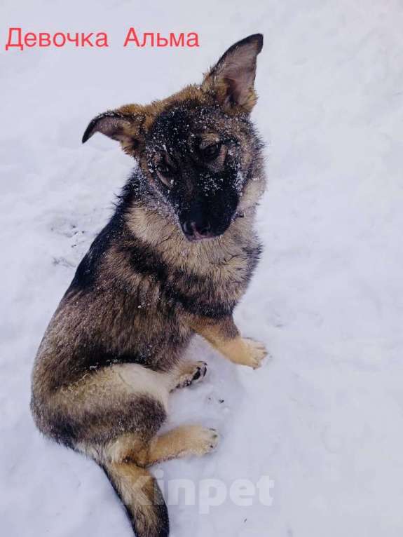 Собаки в Москве: Щенок Альма в добрые руки Девочка, 1 руб. - фото 2