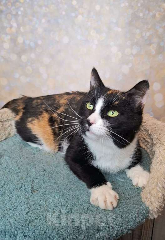 Кошки в Москве: Амалия будет на выставке-пристройстве в Москве Девочка, Бесплатно - фото 10