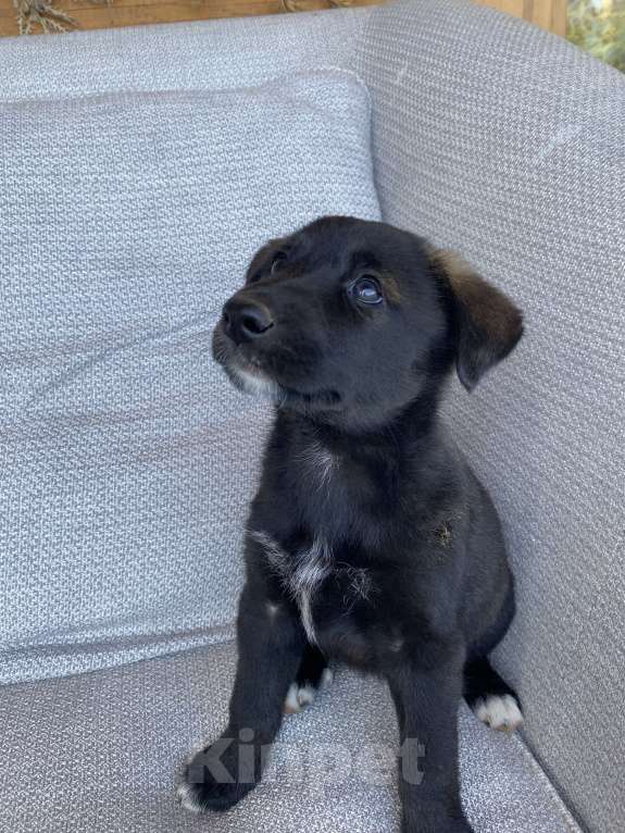 Собаки в Москве: Внуки хаски Девочка, 200 руб. - фото 3