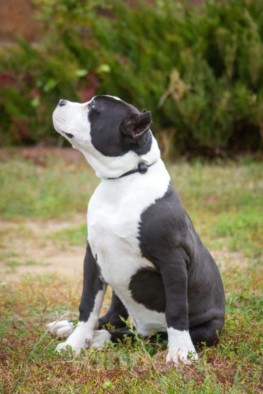 Собаки в других городах Московской области: Американский булли Xl/классик Девочка, 50 000 руб. - фото 5