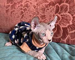 Кошки в Балашихе: Милейший озорник мальчик сфинкс Мальчик, 20 000 руб. - фото 1