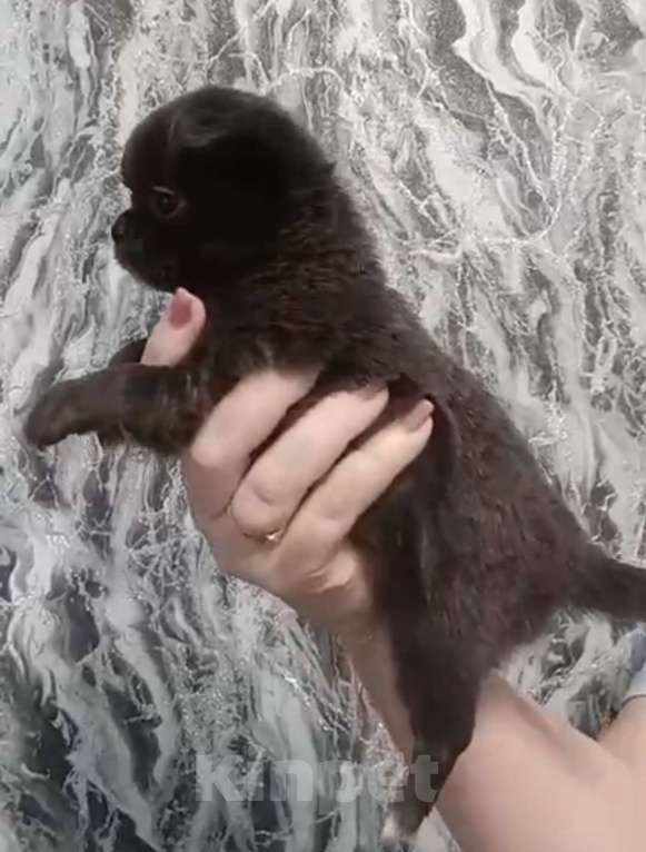 Собаки в других городах Московской области: Д/ш голубая девочка чихуахуа Девочка, 60 000 руб. - фото 5