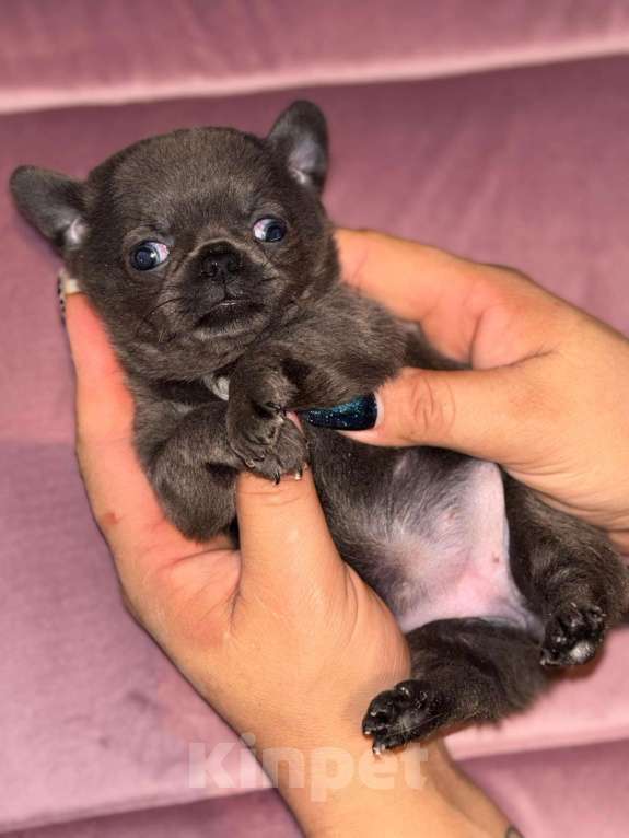 Собаки в других городах Московской области: Г/ш голубая девочка чихуахуа Девочка, 50 000 руб. - фото 2