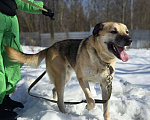Собаки в Королеве: Велес. Приют Зоодом. Мальчик, Бесплатно - фото 4