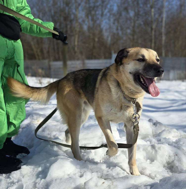 Собаки в Королеве: Велес. Приют Зоодом. Мальчик, Бесплатно - фото 4