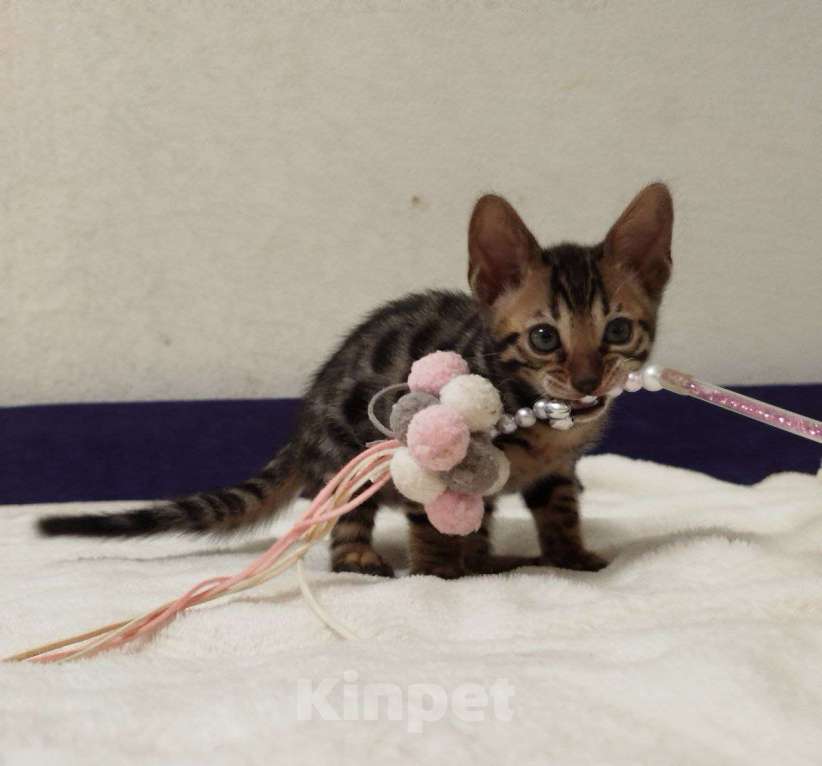 Кошки в Ярославле: Бенгальские малыши Мальчик, 40 000 руб. - фото 2