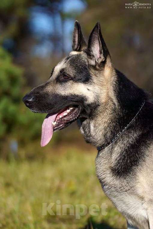 Собаки в Балашихе: Щенки ВЕО Девочка, 40 000 руб. - фото 10