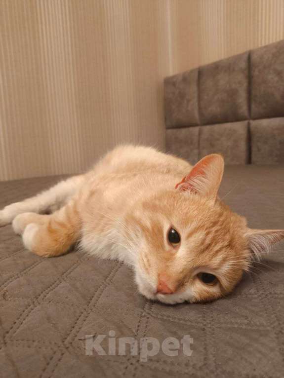 Кошки в Пушкино: Сахарок ищет дом! Мальчик, Бесплатно - фото 6