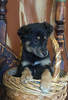 Щенок Моника 2 месяца в добрые руки