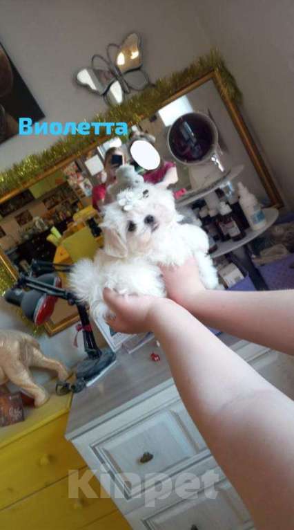 Собаки в Липецке: мальтезе Мальчик, Бесплатно - фото 6