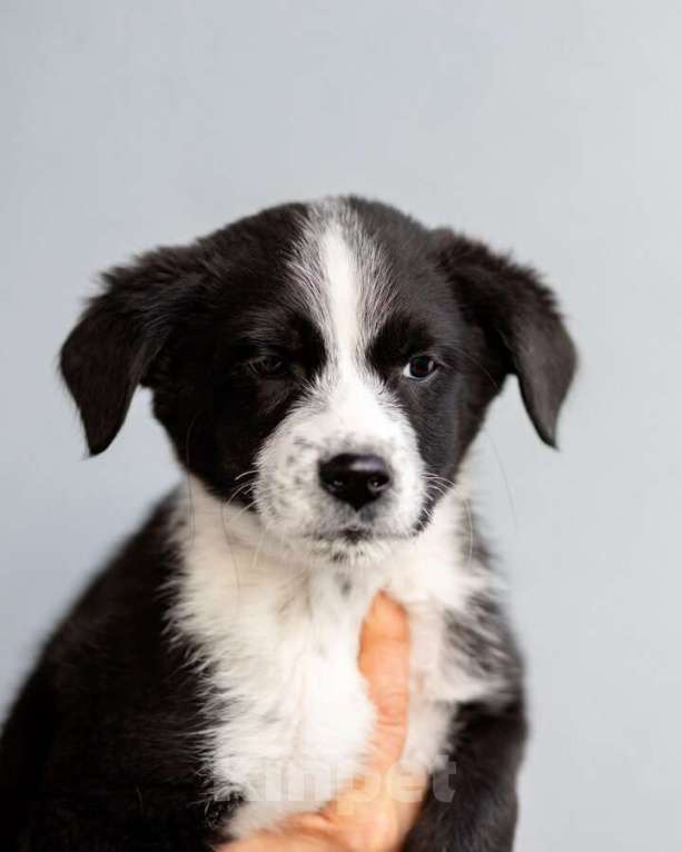 Собаки в Москве: Четверо чудесных щенков ищут дом. Девочка, Бесплатно - фото 3