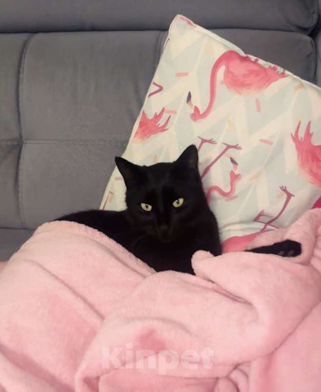 Кошки в Симферополе: Красивая кошка  Девочка, Бесплатно - фото 3