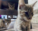 Кошки в Ковровом: Котёнок в добрые руки Мальчик, Бесплатно - фото 1