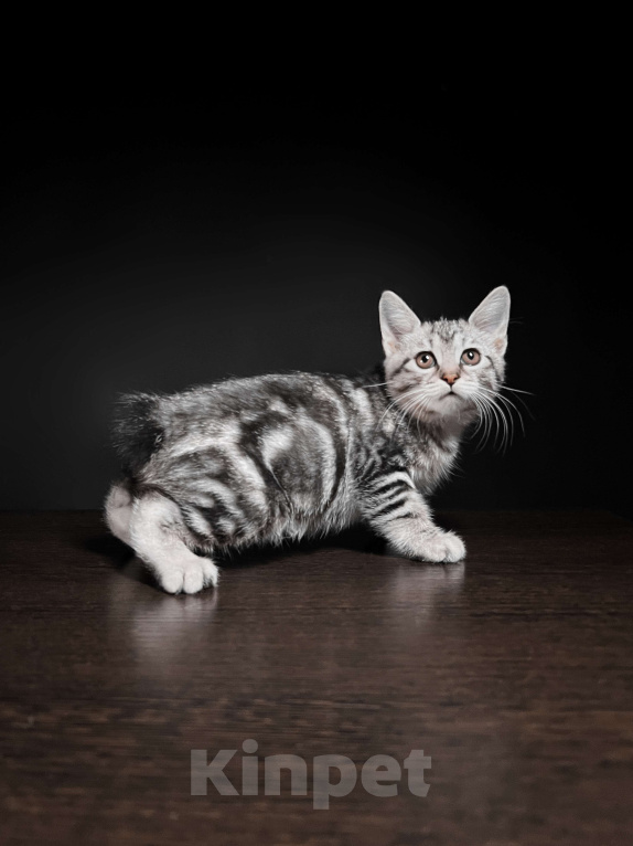 Кошки в Москве: Котята курильского бобтейла короткошерстные  Мальчик, Бесплатно - фото 1