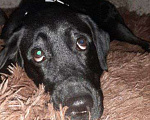 Собаки в других городах Ленинградской области: Щенок лабрадора-ретривера Мальчик, 15 000 руб. - фото 2