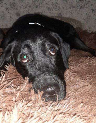 Собаки в других городах Ленинградской области: Щенок лабрадора-ретривера Мальчик, 15 000 руб. - фото 2