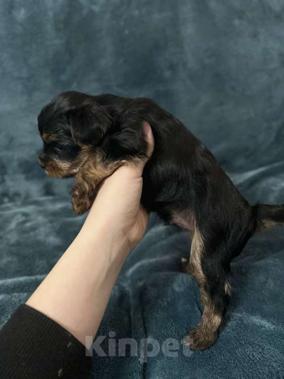 Собаки в Михайловске: Продам щенка Мальчик, 15 000 руб. - фото 1