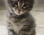 Кошки в других городах Московской области: Очаровательная девочка-конфеточка Девочка, 15 000 руб. - фото 2
