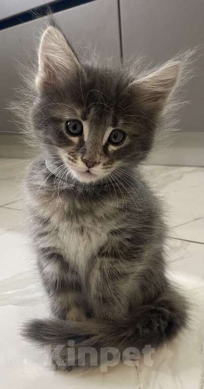 Кошки в других городах Московской области: Очаровательная девочка-конфеточка Девочка, 15 000 руб. - фото 2