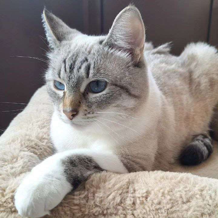 Кошки в Москве: Монику вернула хозяйка Девочка, Бесплатно - фото 2