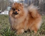 Собаки в Санкт-Петербурге: Девочка померанский шпиц Девочка, Бесплатно - фото 1
