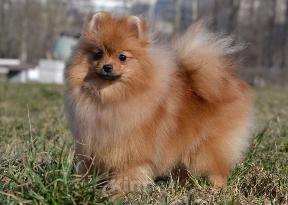 Собаки в Санкт-Петербурге: Девочка померанский шпиц Девочка, Бесплатно - фото 1