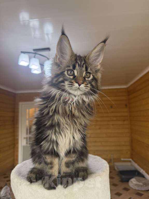 Кошки в Москве: Мейн-кун котенок Мальчик, 60 000 руб. - фото 4