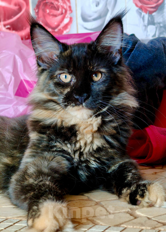 Кошки в Санкт-Петербурге: Девочка Ёлка - "мамина радость" Девочка, 35 000 руб. - фото 2