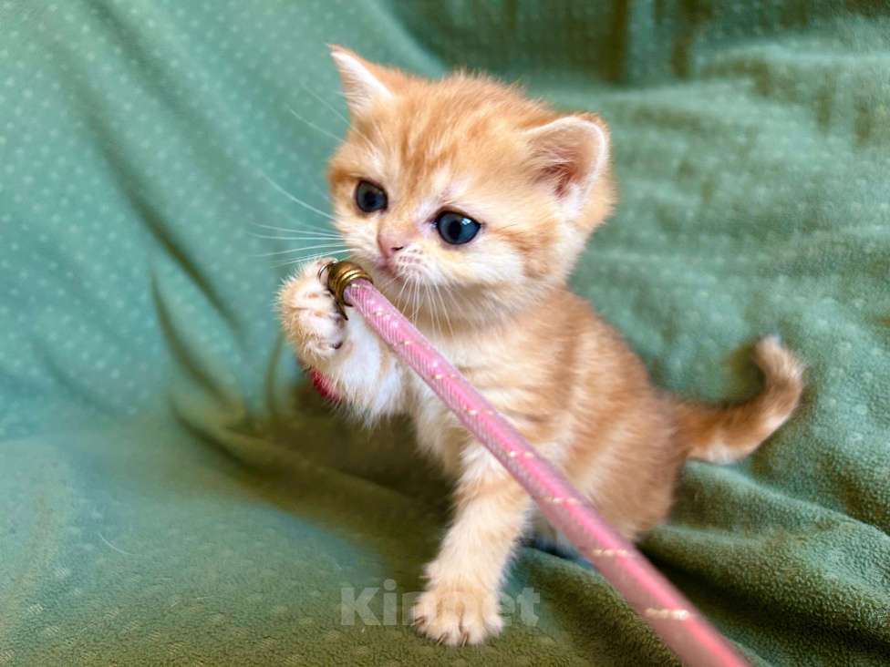 Кошки в Москве: Золотая мраморная шиншилла Девочка, 80 000 руб. - фото 10