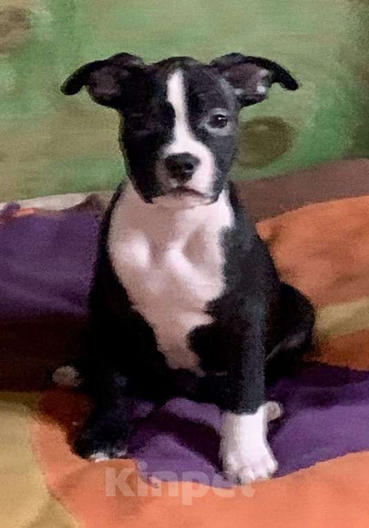 Собаки в Новосибирске: Юла  Девочка, 20 000 руб. - фото 3