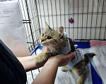 Кошки в Балашихе: 5 дней на пристрой, выпуск на улицу? очень ласковая кошечка Девочка, Бесплатно - фото 3