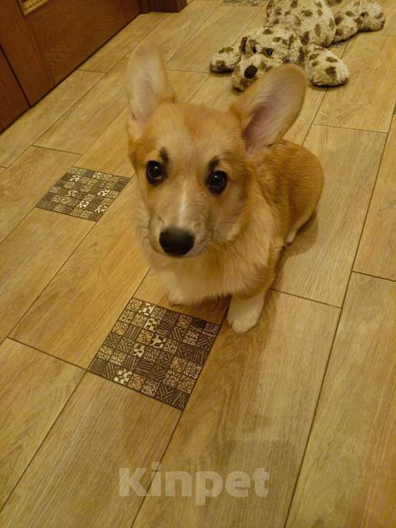 Собаки в Москве: Вельш-корги-пемброк изумительный щенок Мальчик, 50 000 руб. - фото 3