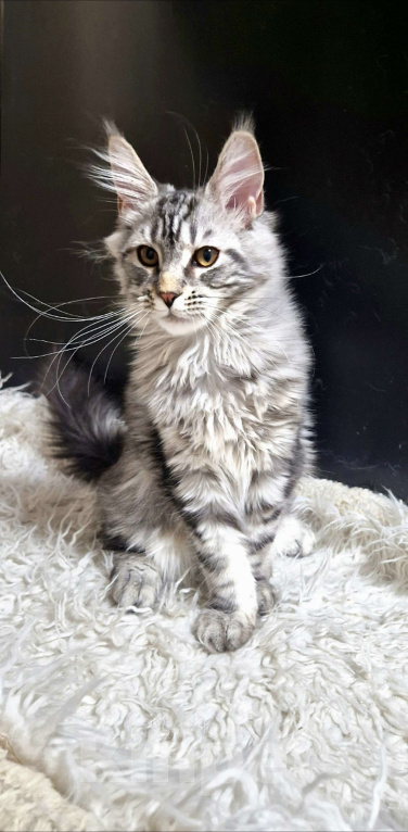 Кошки в Ижевске: Котята мейн-кун Девочка, 50 000 руб. - фото 3