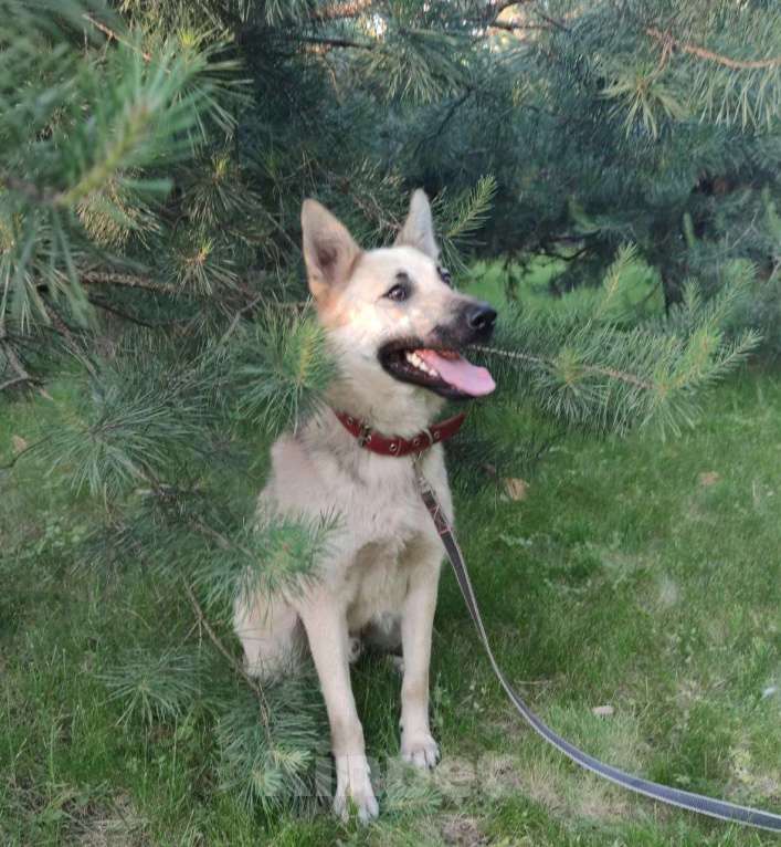 Собаки в Москве: Люсик Мальчик, Бесплатно - фото 3