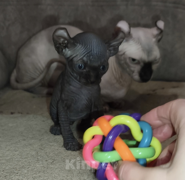 Кошки в Нижнем Новгороде: Котенок эльф Мальчик, 25 000 руб. - фото 1