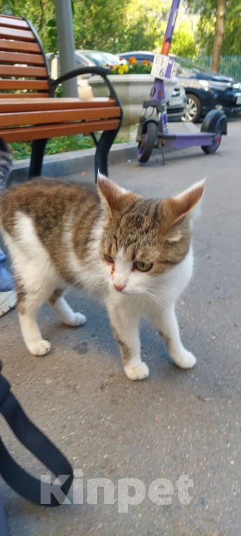 Кошки в Москве: Ищем дом для кошки Девочка, Бесплатно - фото 1