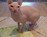 Кошки в Курске: Донской сфинкс вязка, 3 000 руб. - фото 2