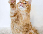 Кошки в Рязани: Рыжие котята, Бесплатно - фото 9