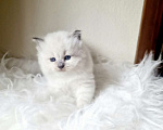 Кошки в Москве: Рэгдолл кошечка Девочка, 80 000 руб. - фото 1