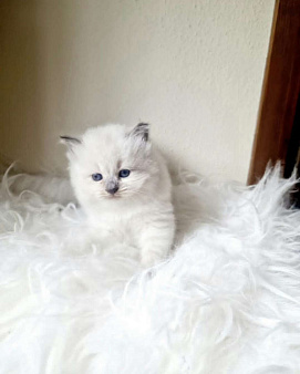 Рэгдолл кошечка