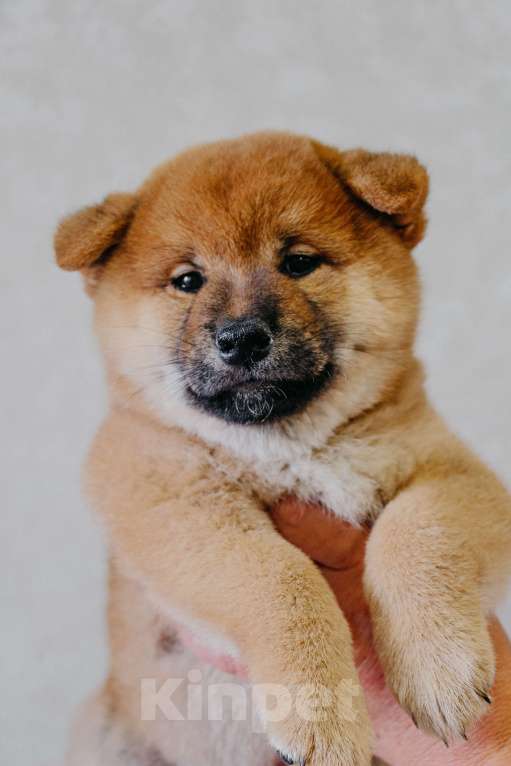 Собаки в Казани: Сиба игу щенки РУФ с документами Мальчик, Бесплатно - фото 7