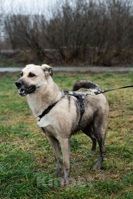 Собаки в Москве: Честер Мальчик, Бесплатно - фото 5
