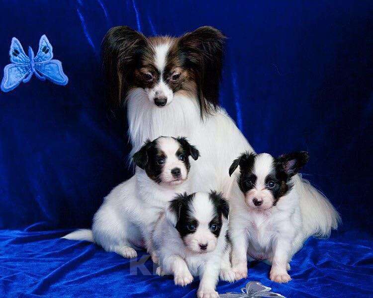 Собаки в Москве: щенки папийона и фалена Девочка, Бесплатно - фото 3