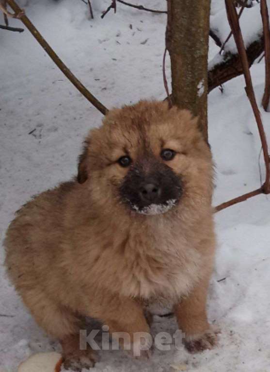 Собаки в Москве: в добрые руки Девочка, Бесплатно - фото 6