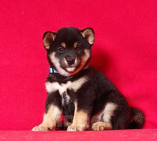 Собаки в Москве: Сиба ину. Мальчик. Мальчик, 50 000 руб. - фото 3