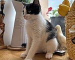 Кошки в Санкт-Петербурге: Милейшая домашняя девочка, котенок Карамелька в добрые руки Девочка, 10 руб. - фото 1